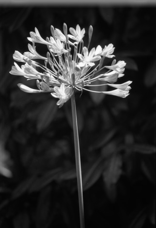 Agapanthus